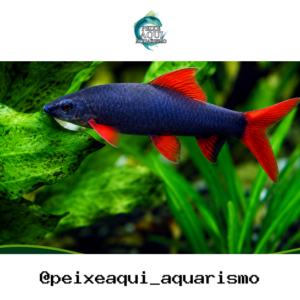 Labeo Frenatus 3-6cm