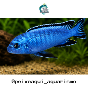 Socolofi 3-6cm