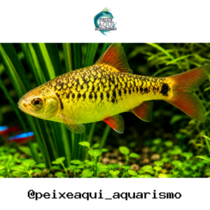 Barbo Gema 2-4cm