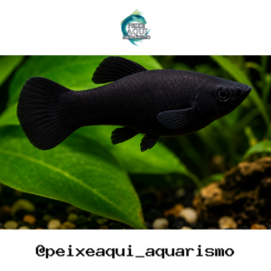 Molinesia Black 2-4cm
