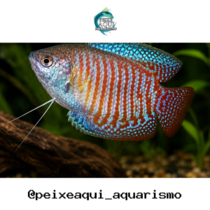 Colisa Lalia 2-4cm