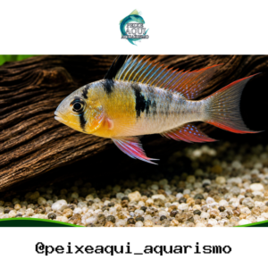 Papilocromis 2-4cm