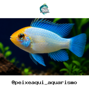 Ramirezi Electric Blue Koi 2-4cm