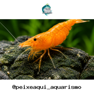 Camarão Neocaridina Orange 1-2cm