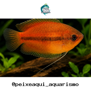 Colisa Mel / Chuna 2-4cm