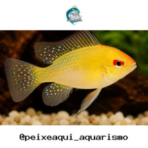 Ramirezi Gold 2-4cm