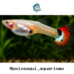Lebiste Fêmea 2-4cm