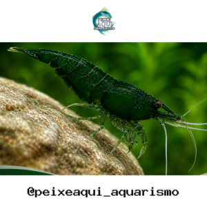 Camarão Neocaridina Green 1-2cm