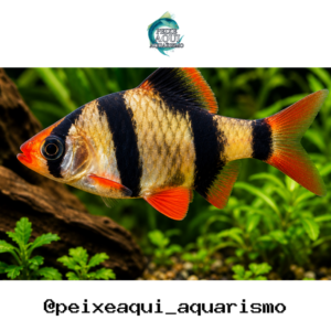 Barbo Sumatra 2-4cm