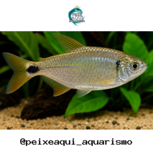 Lambari 2-4cm