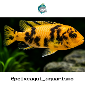 Zebra Borrado 3-6cm