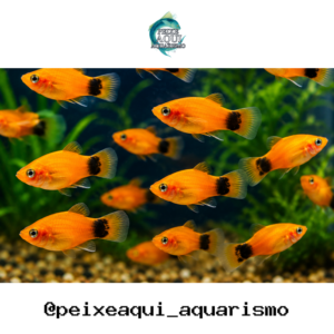 Plati Aurora 2-4cm