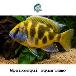 Venustus 3-6cm
