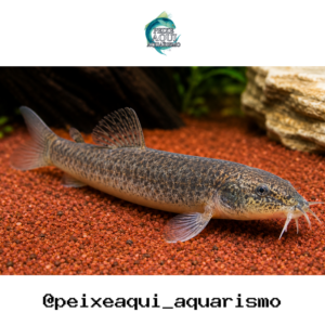 Dojô 3-6cm