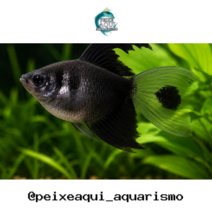 Tetra Negro Veú 3-4cm