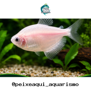 Tetra Rosa 3-4cm