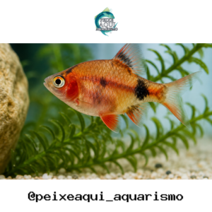 Barbo Sumatra Red 2-4cm