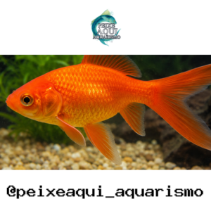 Kinguio Cometa Vermelho 3-6cm