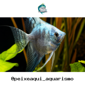 Acara Bandeira Azul Leopardo 3-4cm