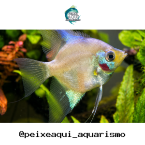 Acara Bandeira Blue Paraiba 3-4cm