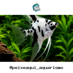 Acara Bandeira Dalmata 3-4cm