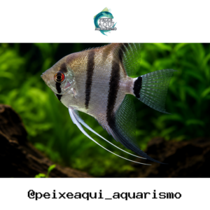 Acara Bandeira Comum 3-4cm