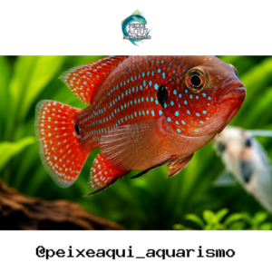 Acara Jóia 3-6cm