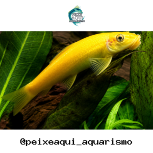 Algae Eater Gold 3-6cm