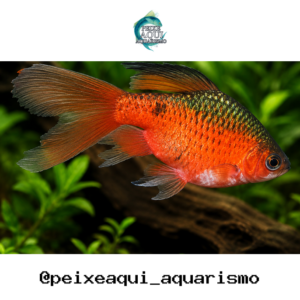 Barbo Conchônio Véu 2-4cm