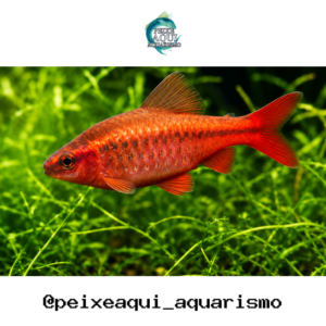 Barbo Titeia 2-3cm