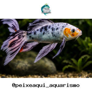 Carpa Colorida Véu 9-12cm