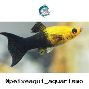 Molinésia Gold Black – MD