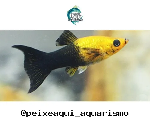 Molinésia Gold Black – MD