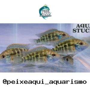 Green Terror 3-6cm