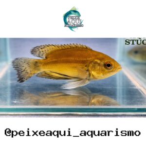 Oscar Bronze Véu 3-6cm