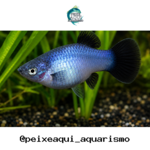 Plati Azul 2-4cm