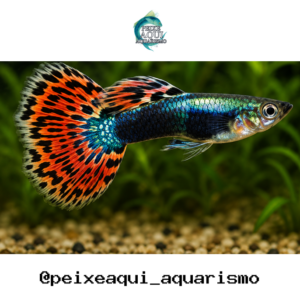 Lebiste Macho 2-4cm