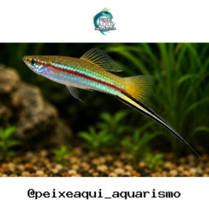Espada Verde 2-5cm