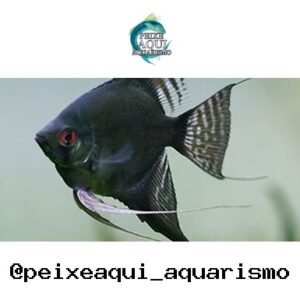Acara Blue Paraiba P – PQ