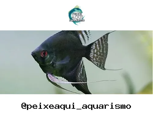 Acara Blue Paraiba P – PQ