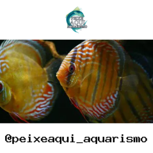 Disco Selvagem – 10-12 cm