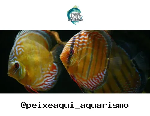 Disco Selvagem – 10-12 cm