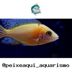 Aulonocara Dragon Blood – 7-9 cm