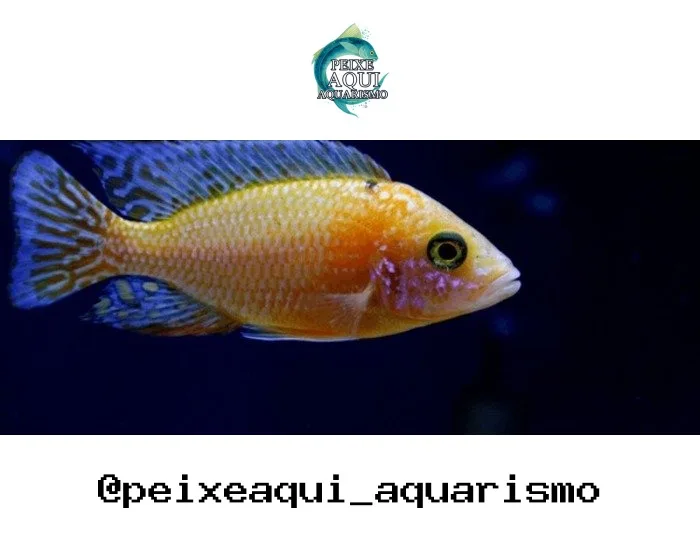Aulonocara Dragon Blood – 7-9 cm