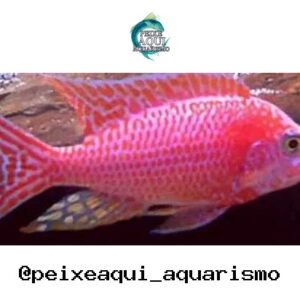 Aulonocara Pink – 7-9 cm