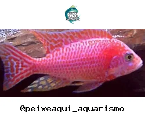 Aulonocara Pink – 7-9 cm