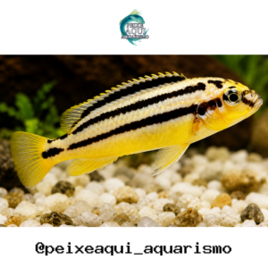 Auratus Amarelo 3-6cm