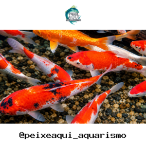 Carpa Colorida 12-15cm