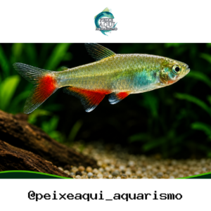 Tetra Enfermerinha 2-4cm