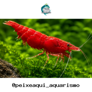 Camarão Neocaridina Red 1-2cm